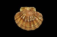 藏品(白碟海扇蛤)的圖片